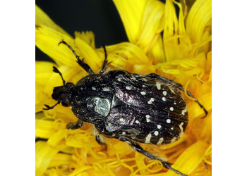 Trauer-Rosenkäfer (Oxythyrea funesta) - © Erwin Holzer